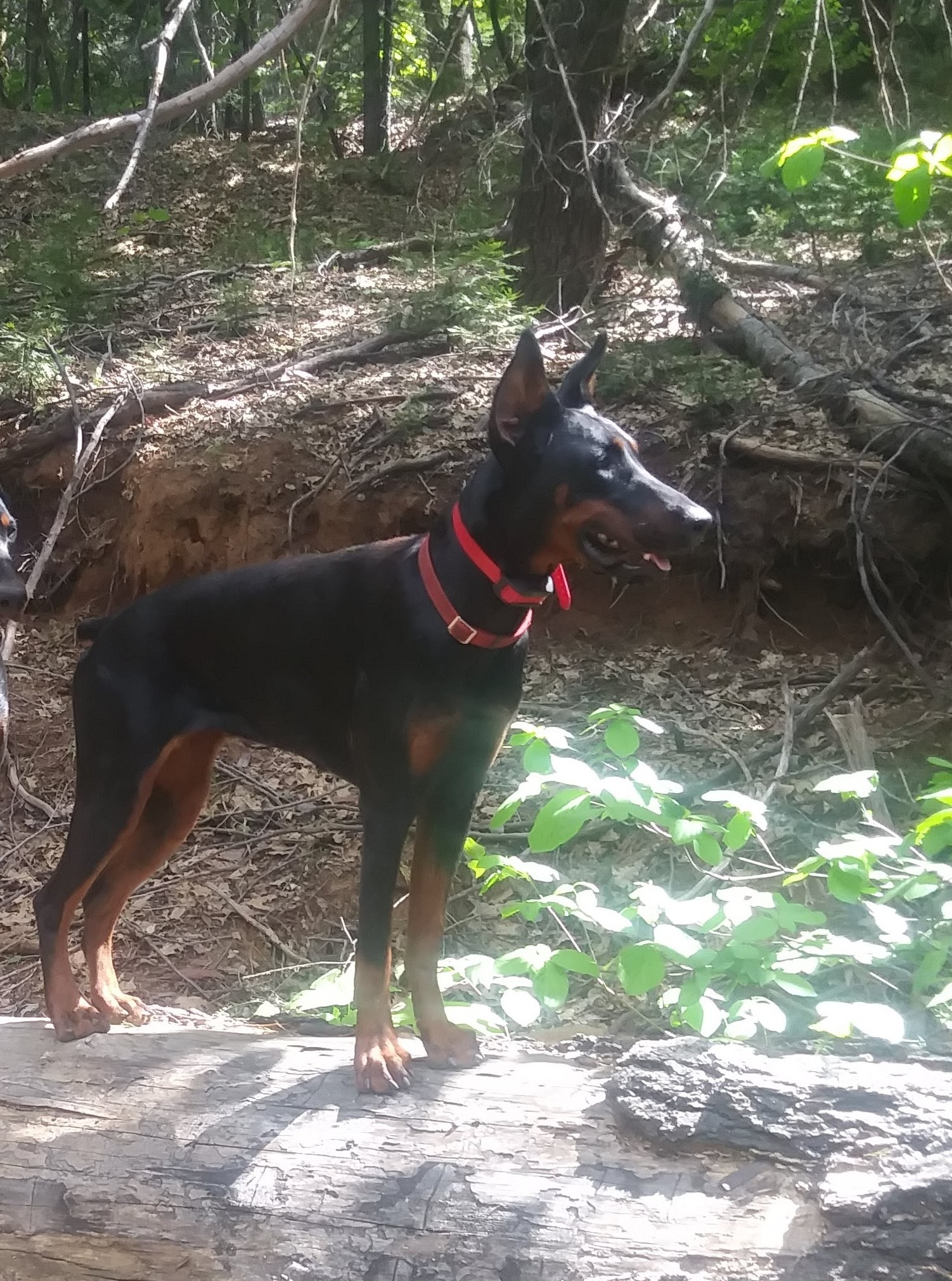 nancy female doberman red brown breeder carlie