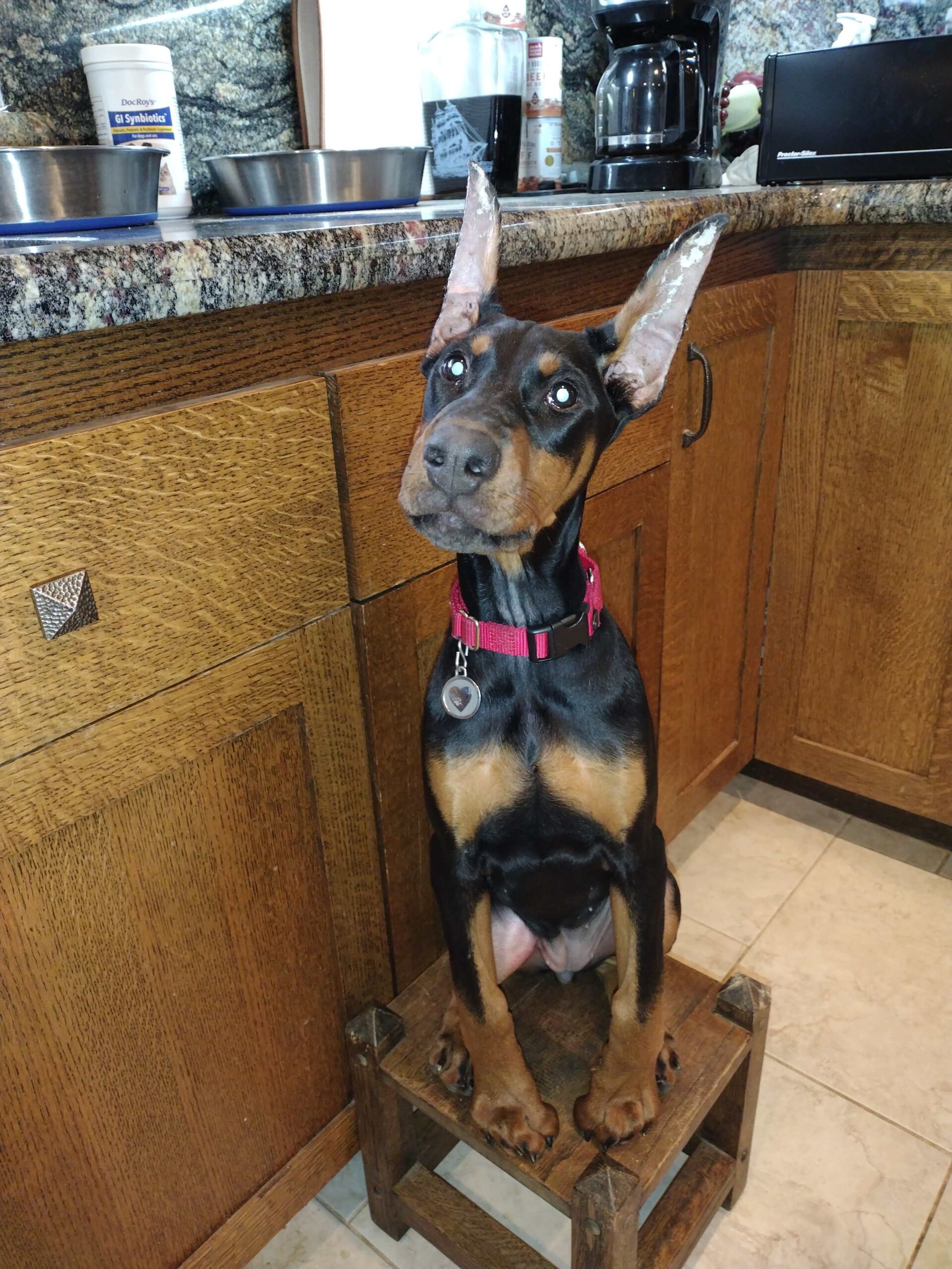 nancy female black doberman breeder jackie