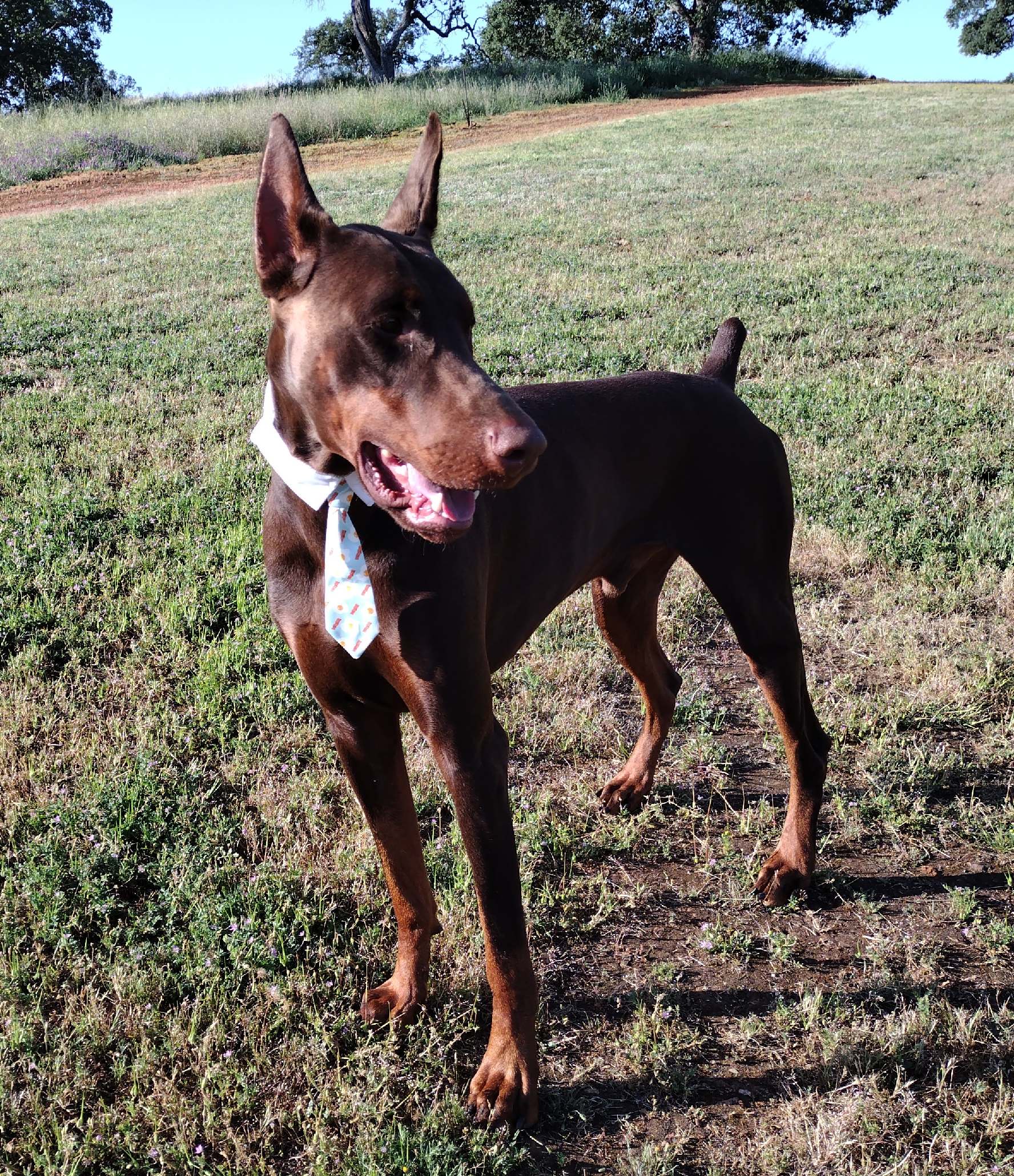 nancy breeder male red brown tucker