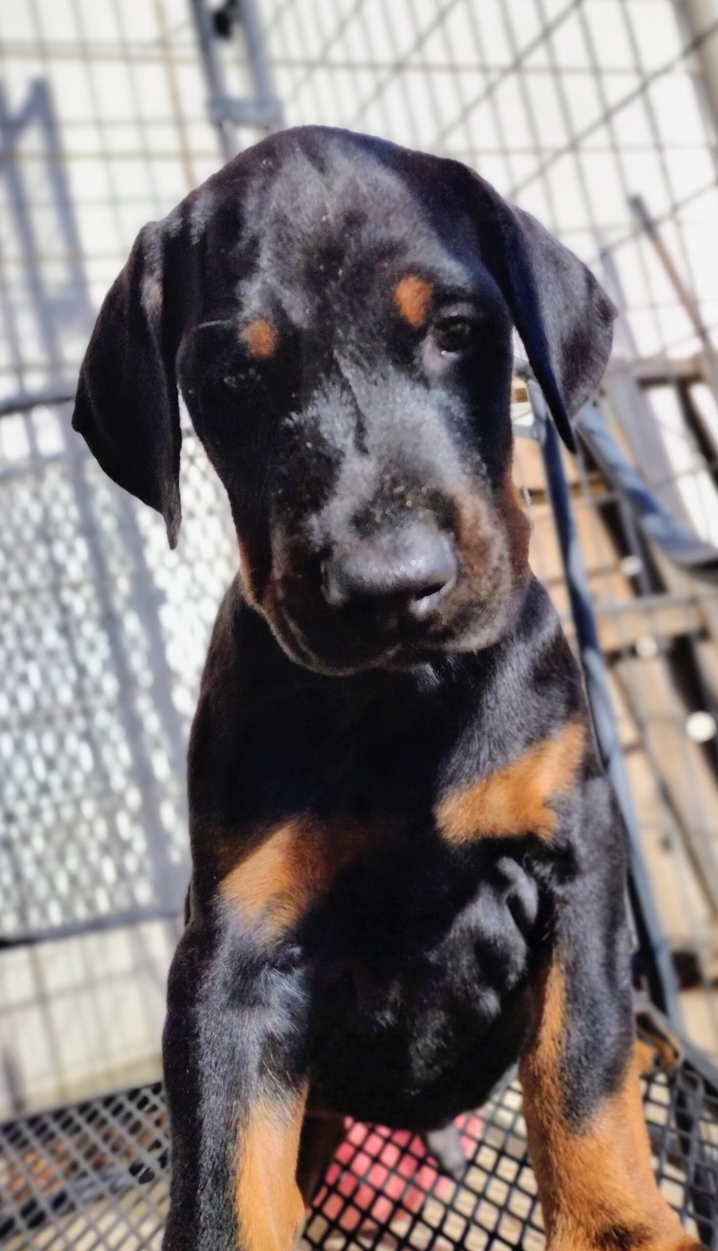 black brown doberman pinscher puppy male female